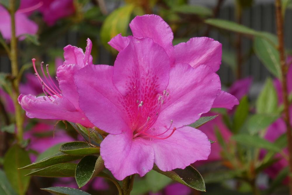 Photo of Azalea (Rhododendron indicum 'Formosa') uploaded by LoriMT