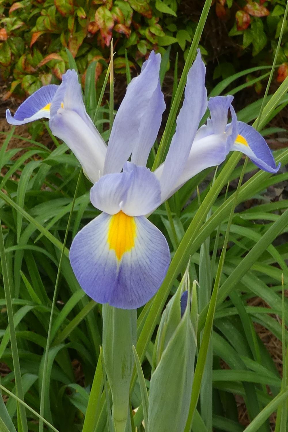 Photo of Dutch Iris (Iris x hollandica) uploaded by LoriMT