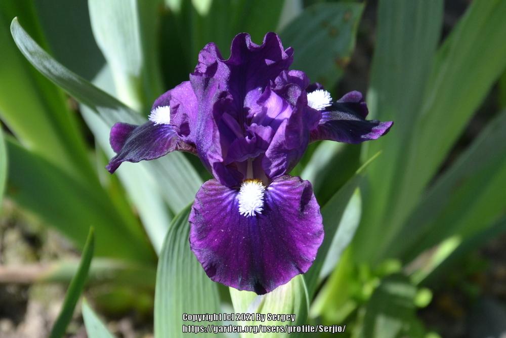 Photo of Standard Dwarf Bearded Iris (Iris 'Wish Upon a Star') uploaded by Serjio