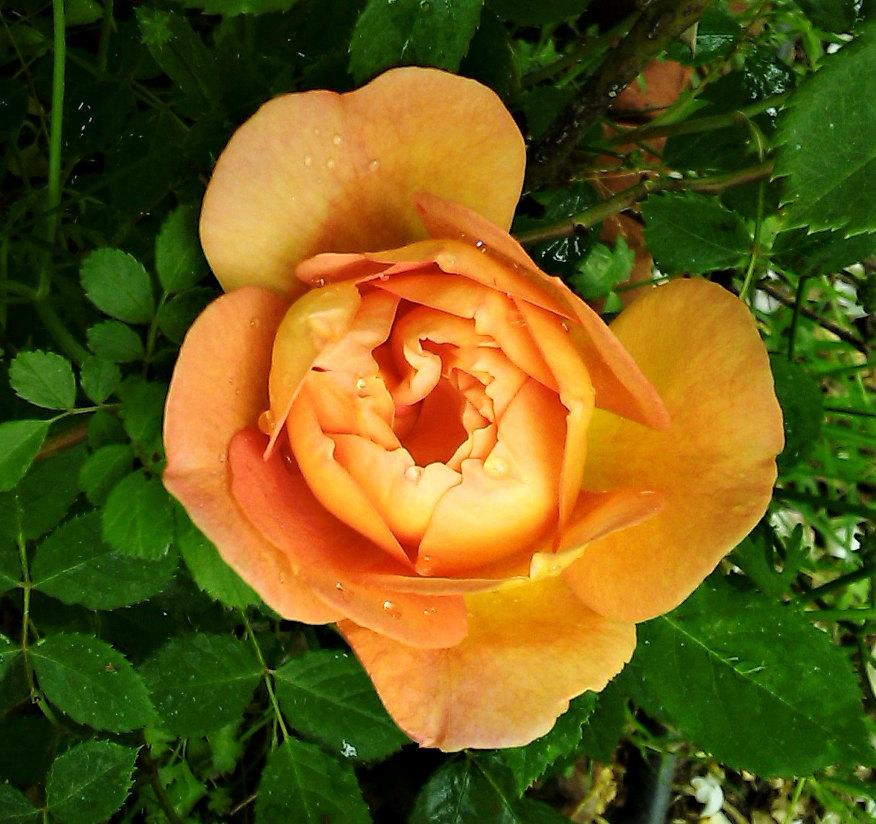 Photo of English Shrub Rose (Rosa 'Lady of Shalott') uploaded by manueldalmeida