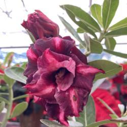 Location: Tampa, Florida
Date: 2021-12-12
The grafted desert rose that I regret not buying.