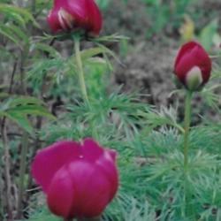 Location: Heathcote Ontario Canada
Date: 2021   may
Paeonia tenuifolia'Flora Plena'