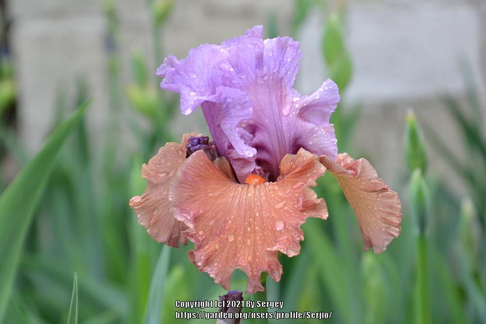 Photo of Tall Bearded Iris (Iris 'Adoree') uploaded by Serjio