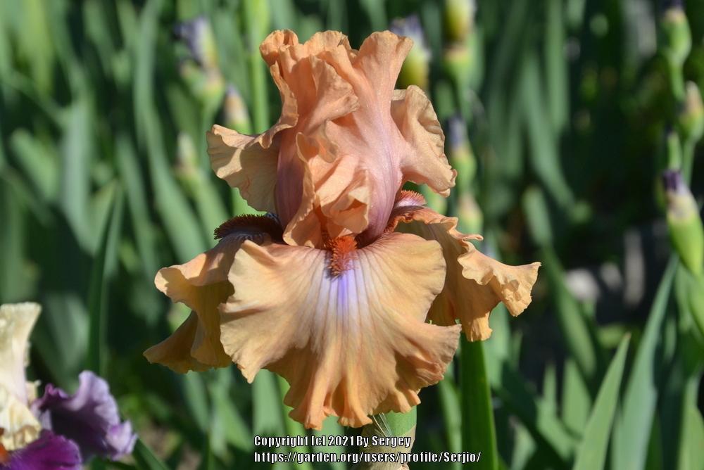 Photo of Tall Bearded Iris (Iris 'Amber Essence') uploaded by Serjio