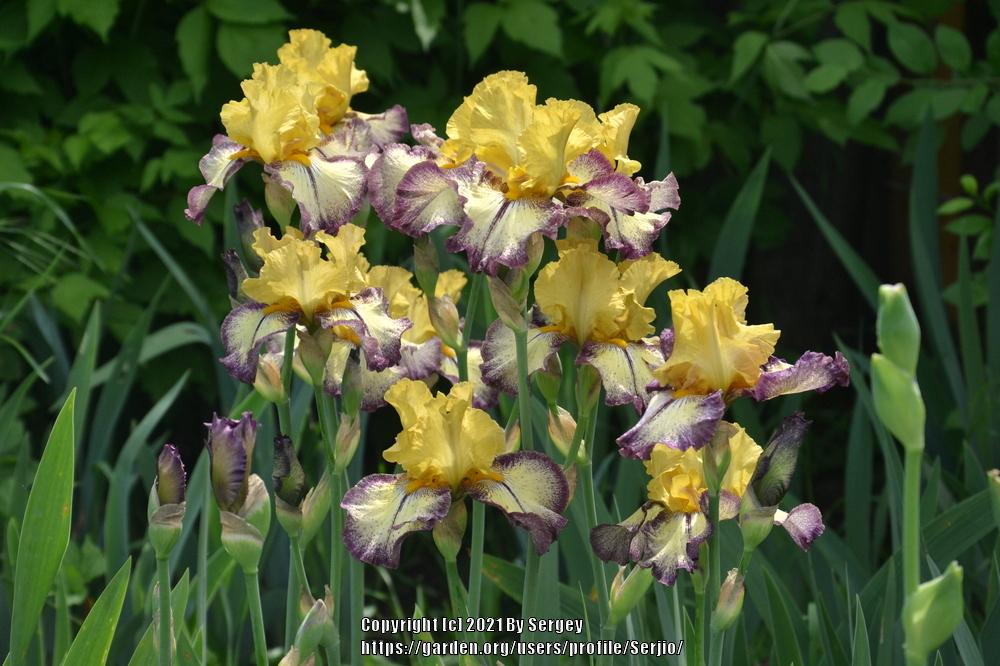 Photo of Tall Bearded Iris (Iris 'Aggressively Forward') uploaded by Serjio