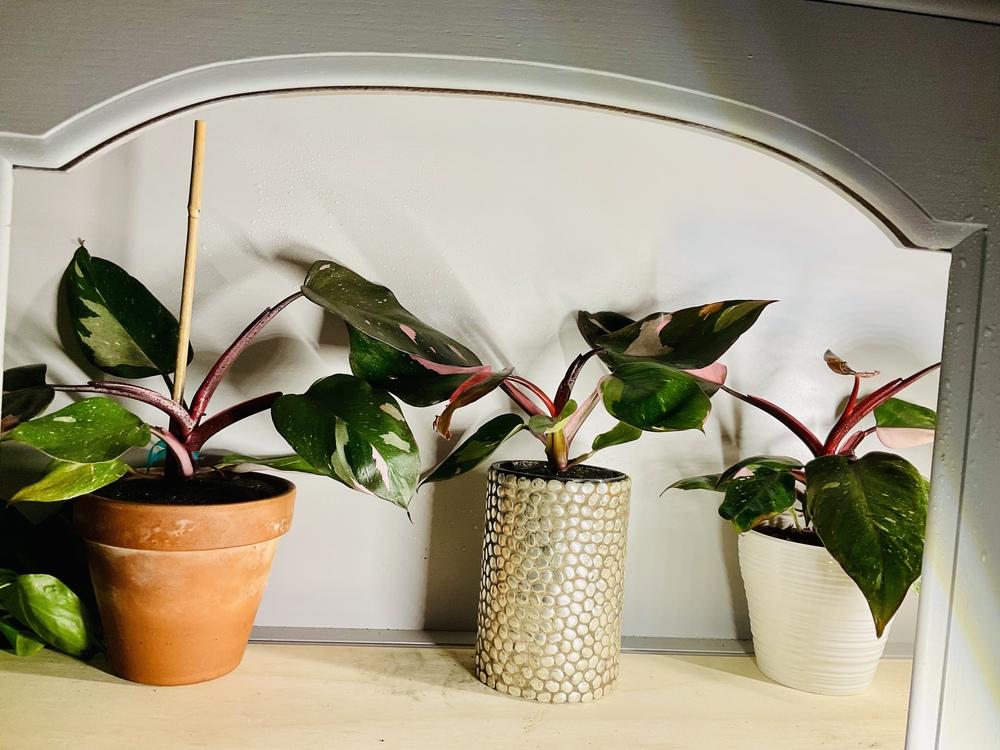 Photo of Blushing Philodendron (Philodendron erubescens 'Pink Princess') uploaded by The_Rehab_Labb