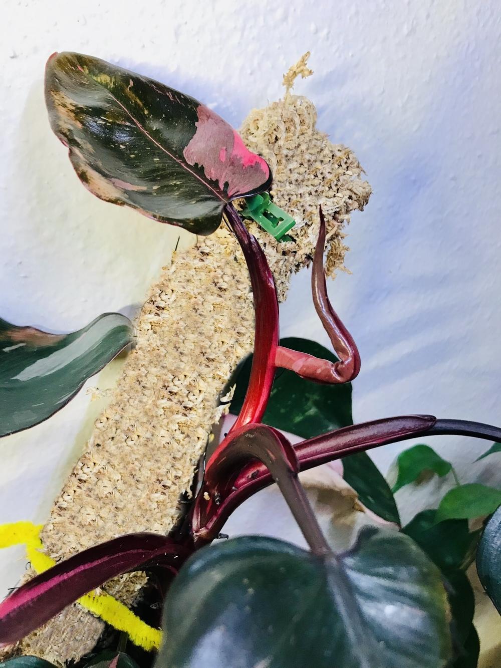 Photo of Blushing Philodendron (Philodendron erubescens 'Pink Princess') uploaded by The_Rehab_Labb