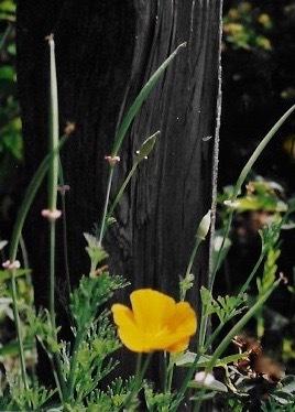 Photo of California Poppy (Eschscholzia californica) uploaded by Permastake
