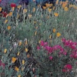 Location: Chelsea flower Show England
Date: 2002  summer
Eschscholzia californica  Blooms