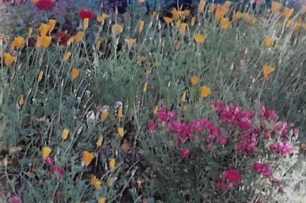 Photo of California Poppy (Eschscholzia californica) uploaded by Permastake