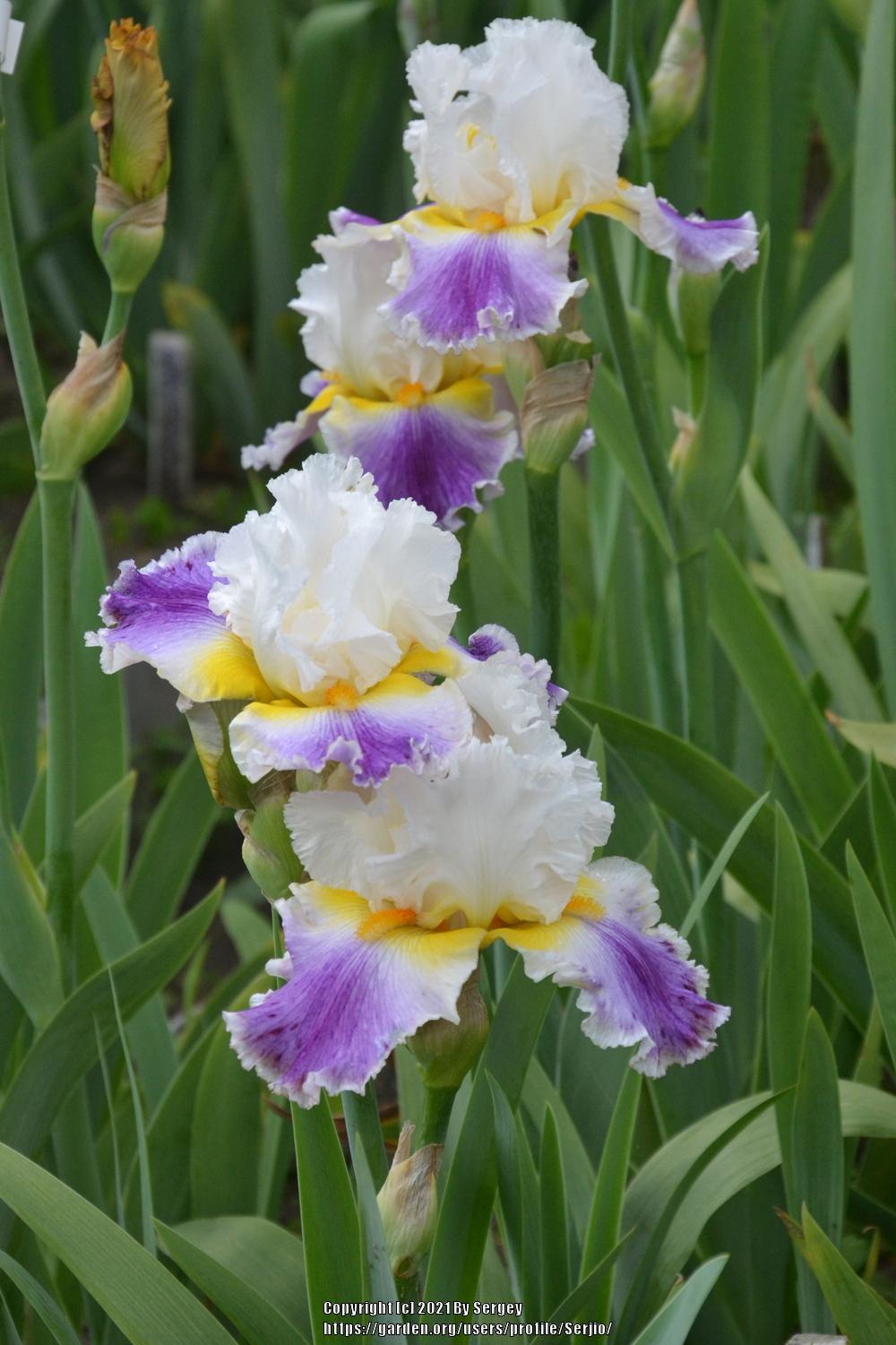Photo of Tall Bearded Iris (Iris 'Beacon of Light') uploaded by Serjio
