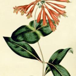 
Date: c. 1815
illustration from 'Curtis's Botanical Magazine', 1815