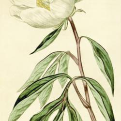 
Date: c. 1815
illustration [as Pæonia albiflora] from 'Curtis's Botanical Maga
