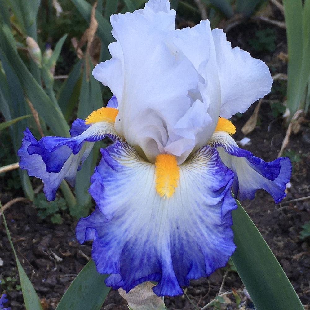 Photo of Tall Bearded Iris (Iris 'Brilliant Idea') uploaded by Neela