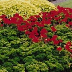 Location: Niagaraa Parks Niagara Ontario Canada
Date: 1995  summer
Petroselinum crispum  A lovely way to use an herb
