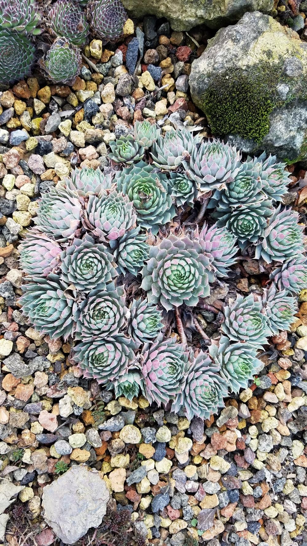 Photo of Hen and Chicks (Sempervivum 'Pacific Blue Ice') uploaded by Alchemist