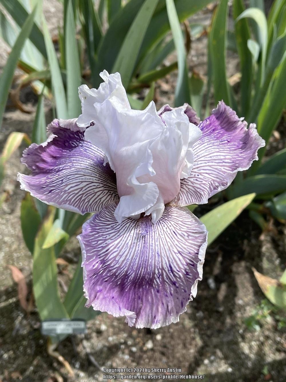 Photo of Tall Bearded Iris (Iris 'Crazy for You') uploaded by Henhouse