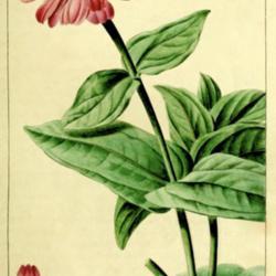 
Date: c. 1816
illustration by P. Bessa from 'Herbier Général de l'Amateur', 1