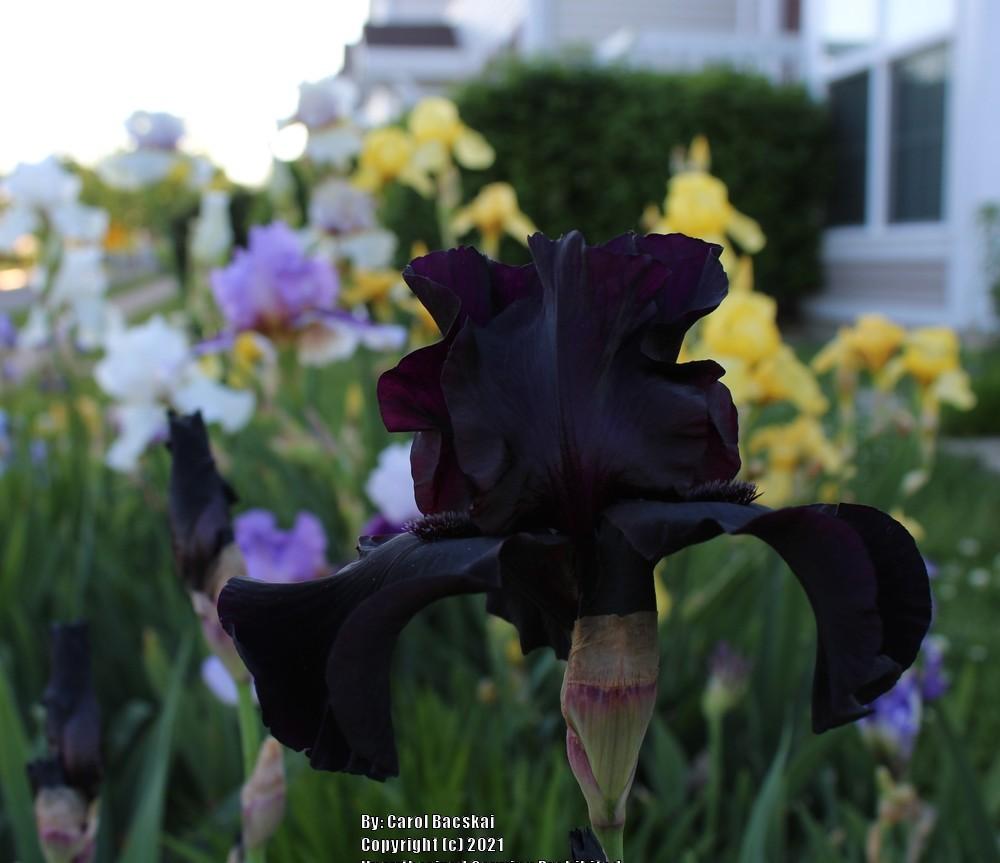 Photo of Tall Bearded Iris (Iris 'Anvil of Darkness') uploaded by Artsee1
