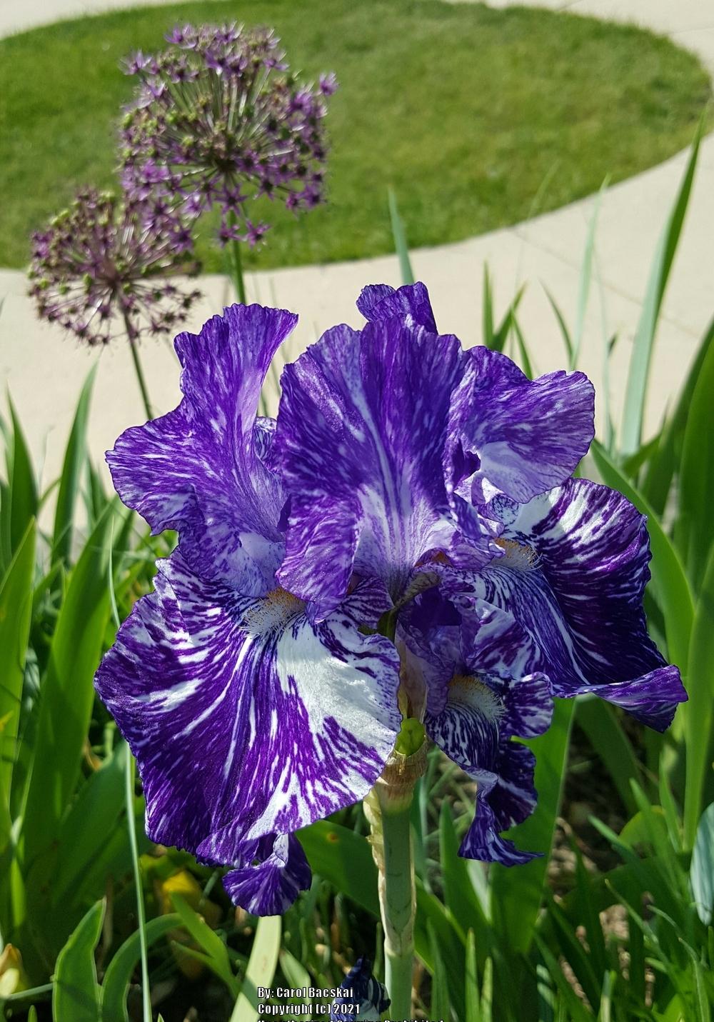 Photo of Border Bearded Iris (Iris 'Batik') uploaded by Artsee1