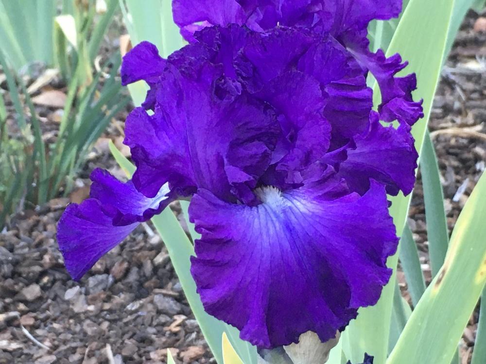 Photo of Tall Bearded Iris (Iris 'Aristocracy') uploaded by Neela