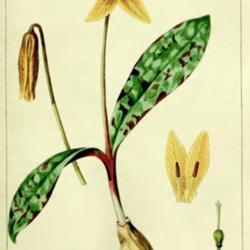 
Date: c. 1816
illustration [as E. flavescens] by P. Bessa from 'Herbier Génér