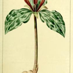 
Date: c. 1816
illustration by P. Bessa from 'Herbier Général de l'Amateur', 1