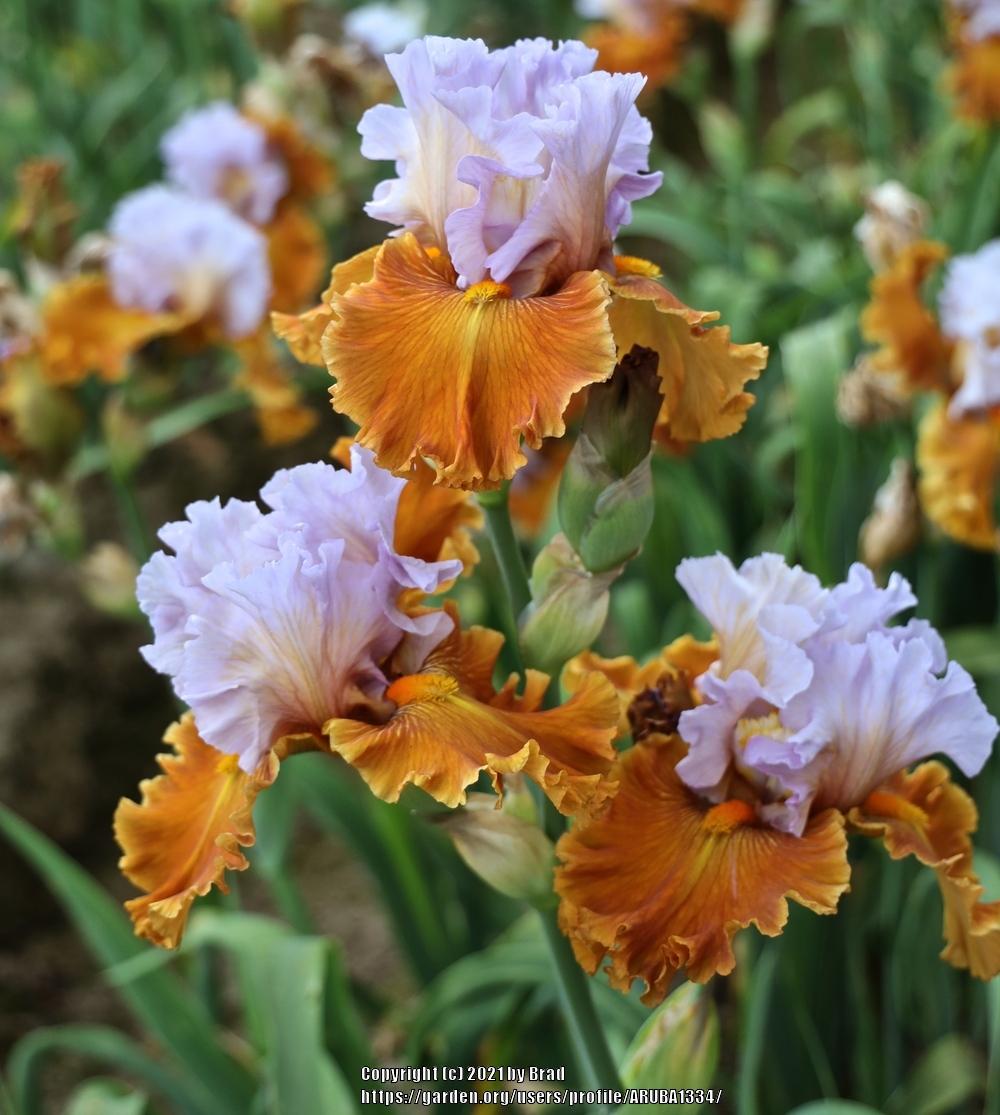 Photo of Tall Bearded Iris (Iris 'Valley of Dreams') uploaded by ARUBA1334