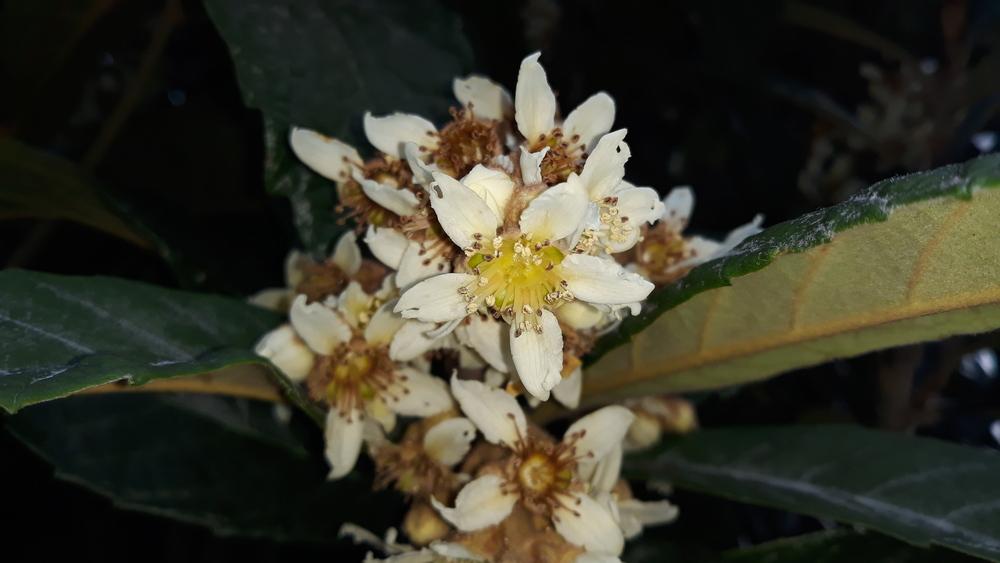 Photo of Loquat (Rhaphiolepis bibas) uploaded by skopjecollection