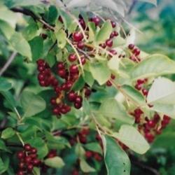 Location: Heathcote Ontario Canada
Date: 2020    July
Prunus virginiana     fruit clusters