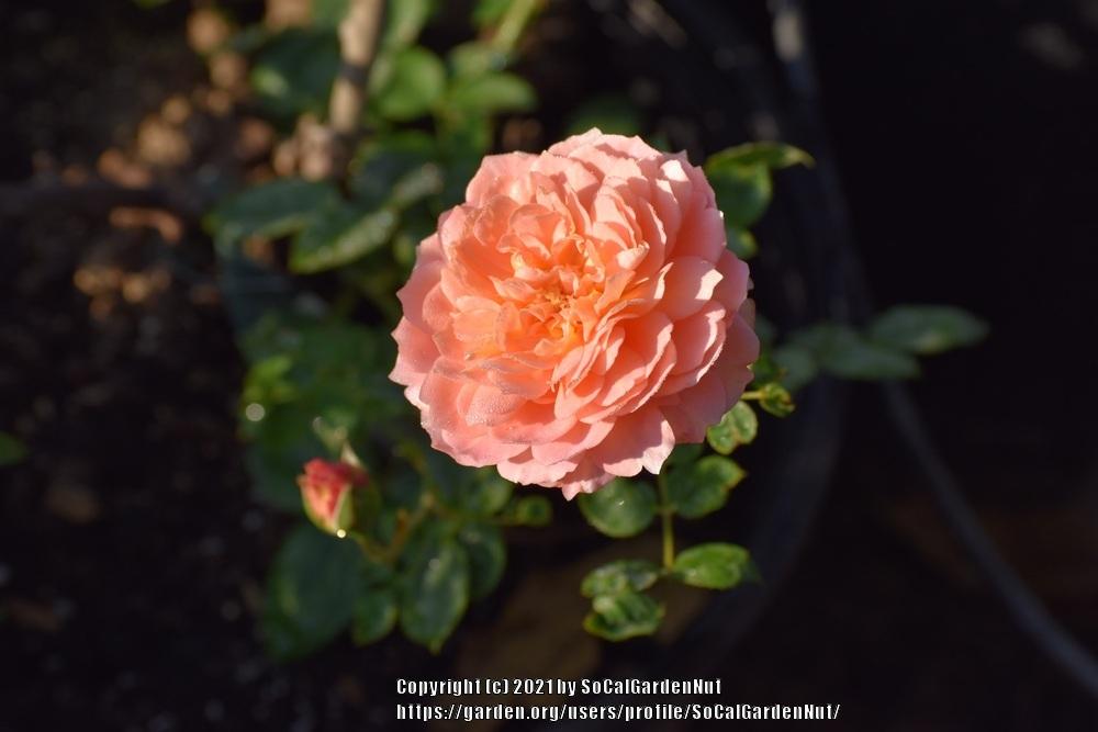 Photo of Rose (Rosa 'Carding Mill') uploaded by SoCalGardenNut