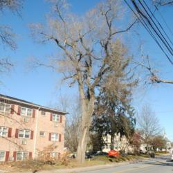 Location: Downingtown, Pennsylvania
Date: 2021-12-13
upright tree in front of apartments