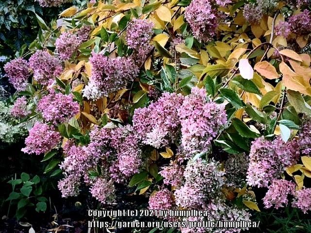 Photo of Panicle Hydrangea (Hydrangea paniculata 'Grandiflora') uploaded by bumplbea