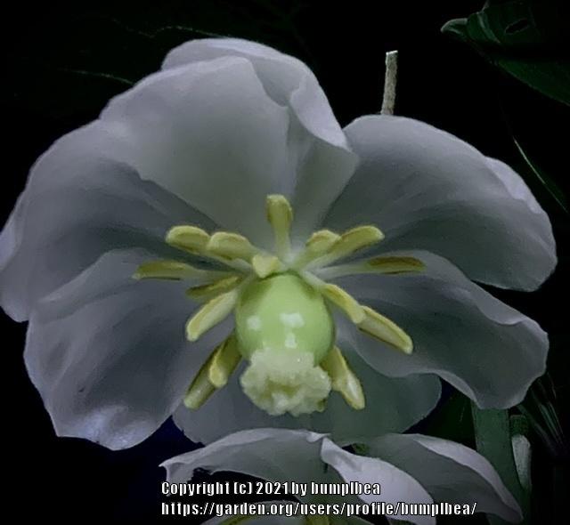 Photo of Mayapple (Podophyllum peltatum) uploaded by bumplbea