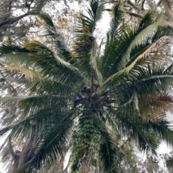 Location: Cypress Gardens, Florida
Under-canopy view??