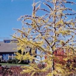 Location: Heathcote Ontario Canada
Date: 2021  Fall
Larix decidua   Fsll coloured leaves
