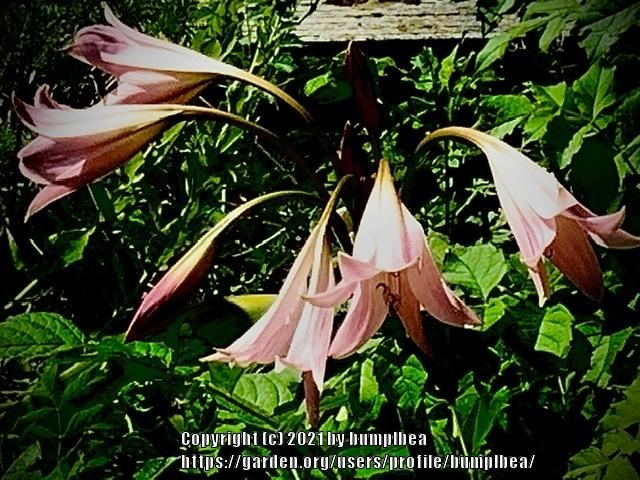 Photo of Naked Lady (Amaryllis belladonna) uploaded by bumplbea