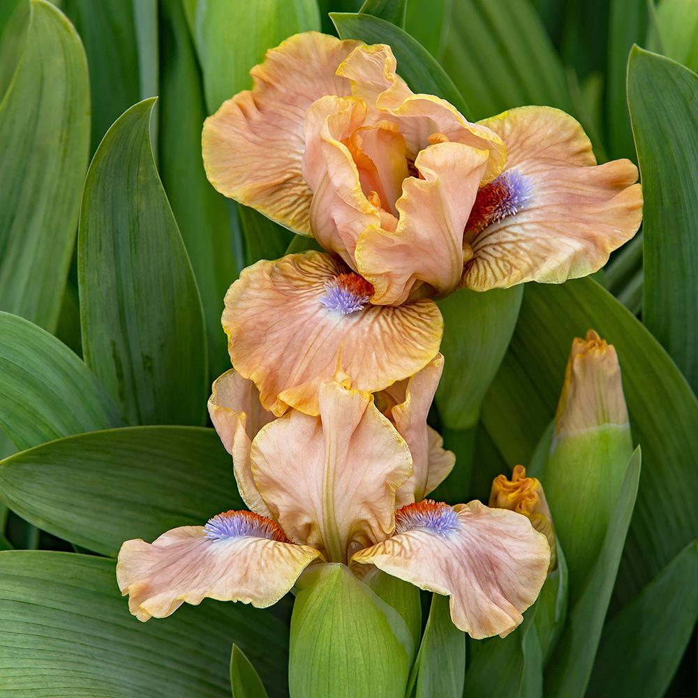 Photo of Standard Dwarf Bearded Iris (Iris 'Golden Apricot') uploaded by dirtdorphins