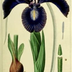 
Date: c. 1819
illustration [as I. xiphioides] by P. Bessa from 'Herbier Génér