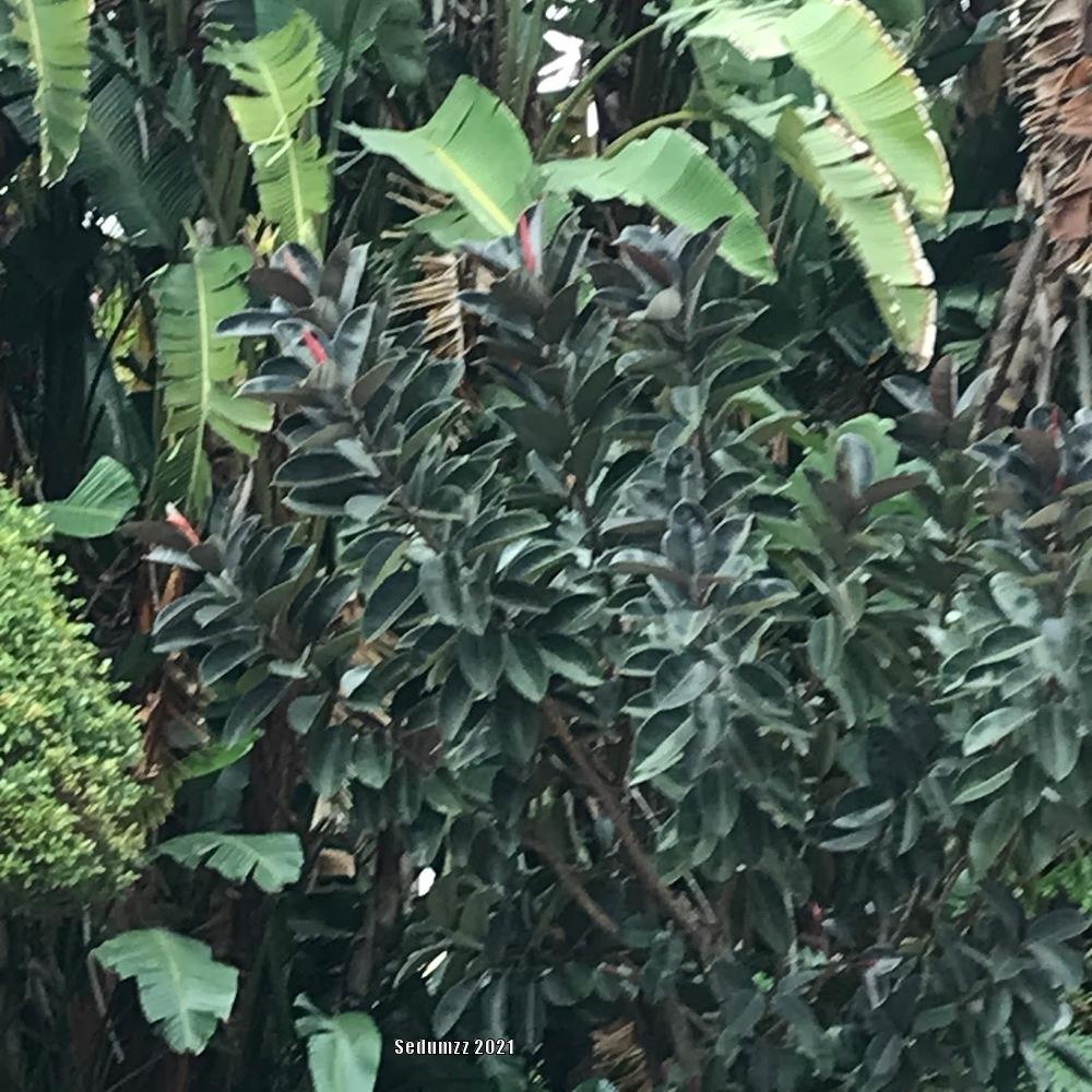 Photo of Rubber Plant (Ficus elastica) uploaded by sedumzz