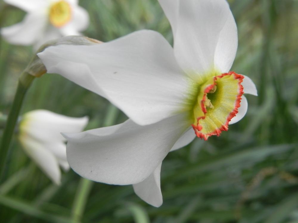 Photo of Species Daffodil (Narcissus poeticus subsp. poeticus) uploaded by SL_gardener