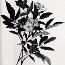 
Date: c. 1913
photo from the 1913 catalog, Biltmore Nursery Roses, Asheville, N