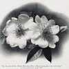photo from the 1913 catalog, Biltmore Nursery Roses, Asheville, N