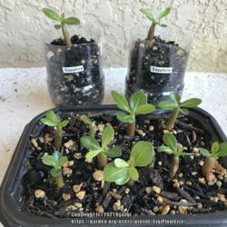 Location: Tampa, Florida
Date: 2021-12-27
One month old seedlings of Sapphire, 11 out of 12 germinated. The