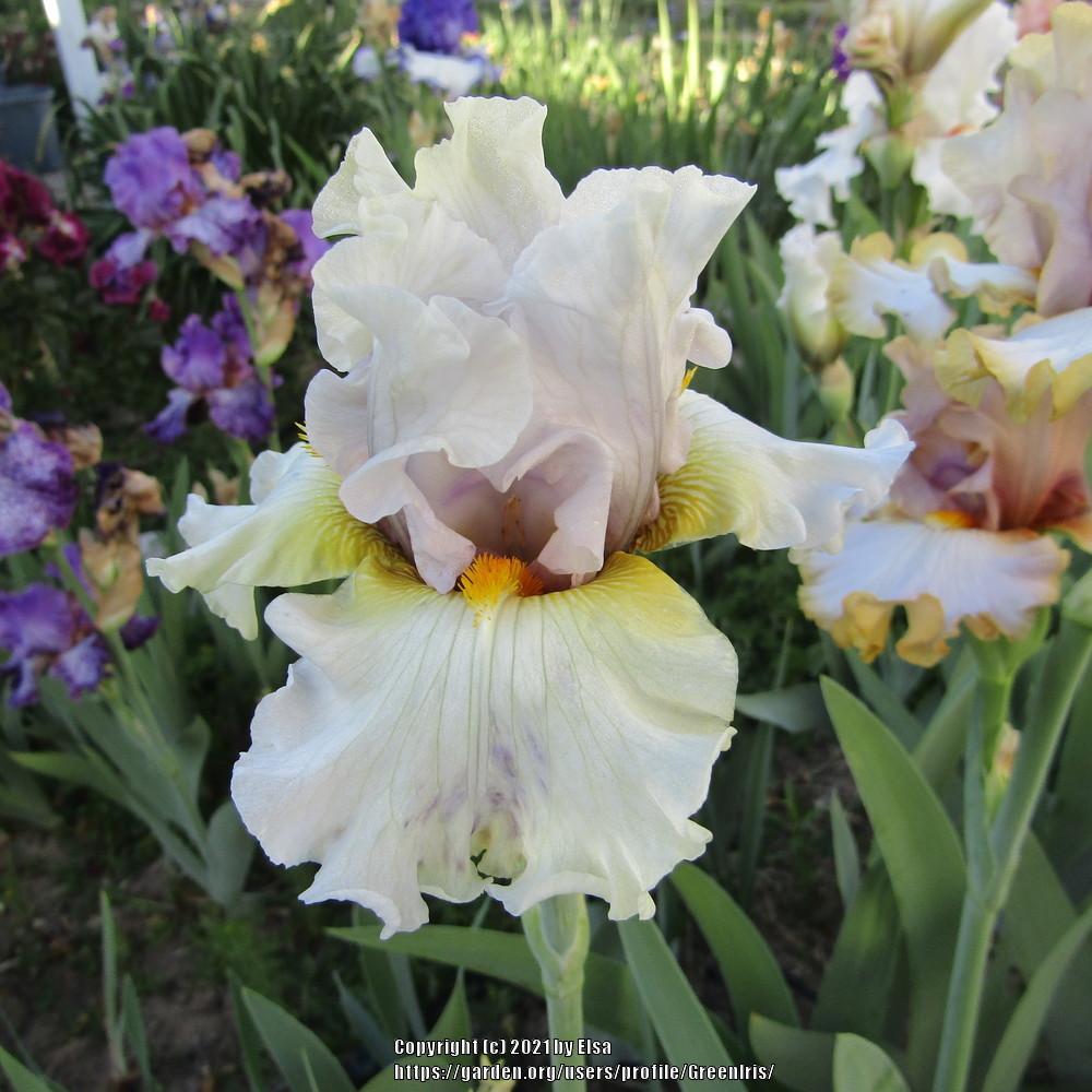 Photo of Tall Bearded Iris (Iris 'Suspicion') uploaded by GreenIris