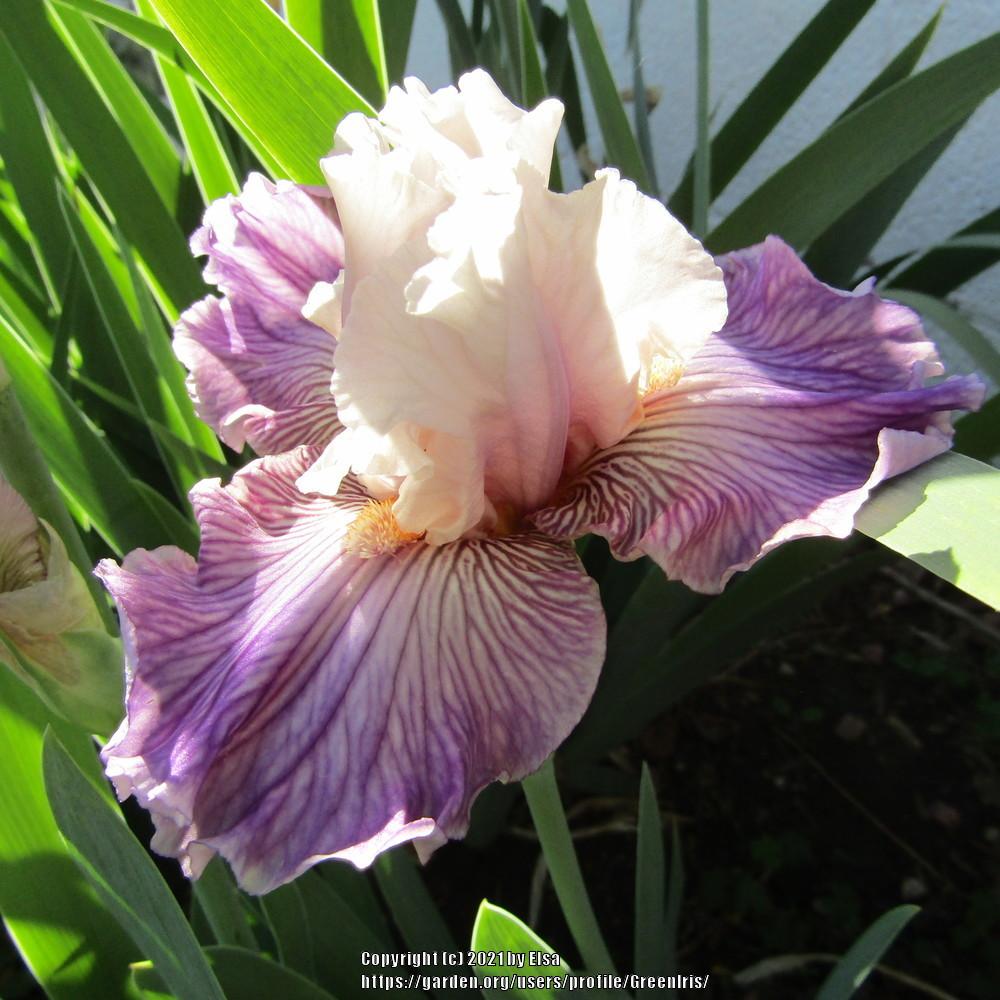 Photo of Tall Bearded Iris (Iris 'Reckless in Denim') uploaded by GreenIris