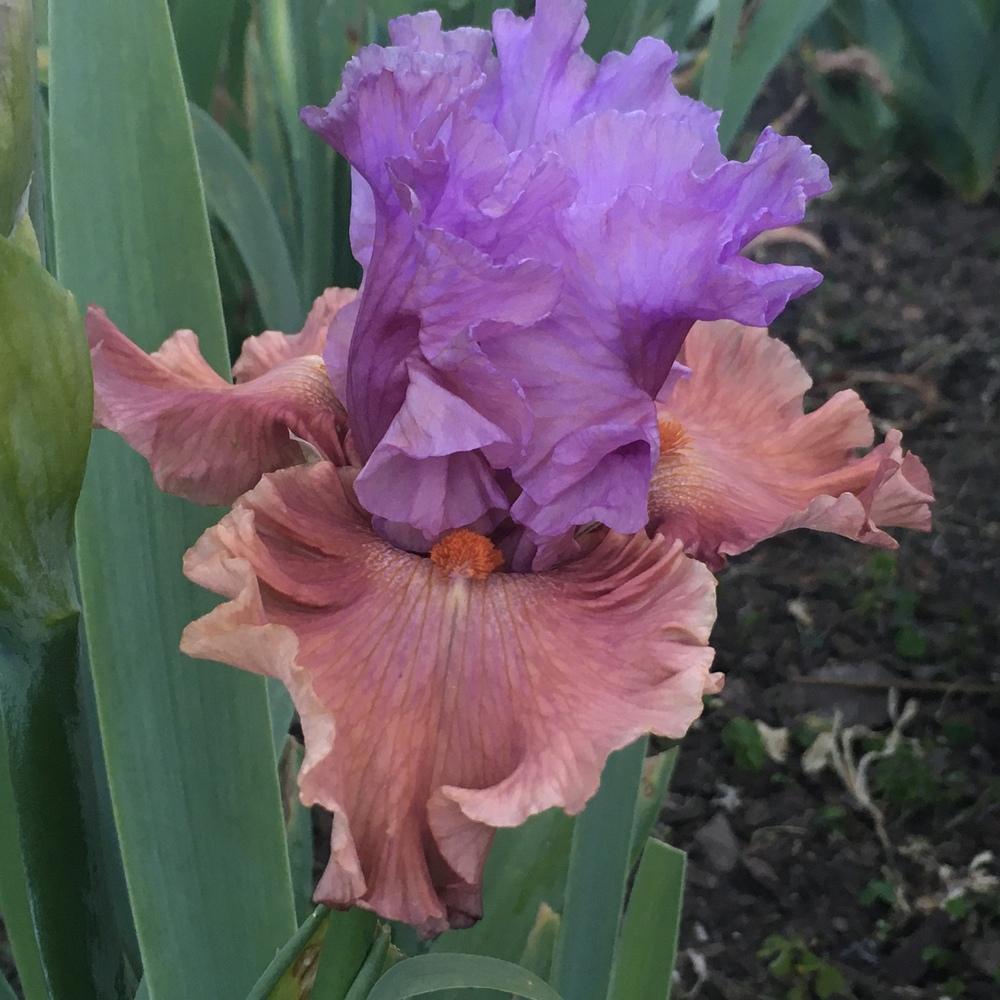 Photo of Tall Bearded Iris (Iris 'Adoree') uploaded by Neela