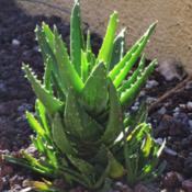 Aloe Nobilis - Gold-Tooth Aloe, planted on 20210930