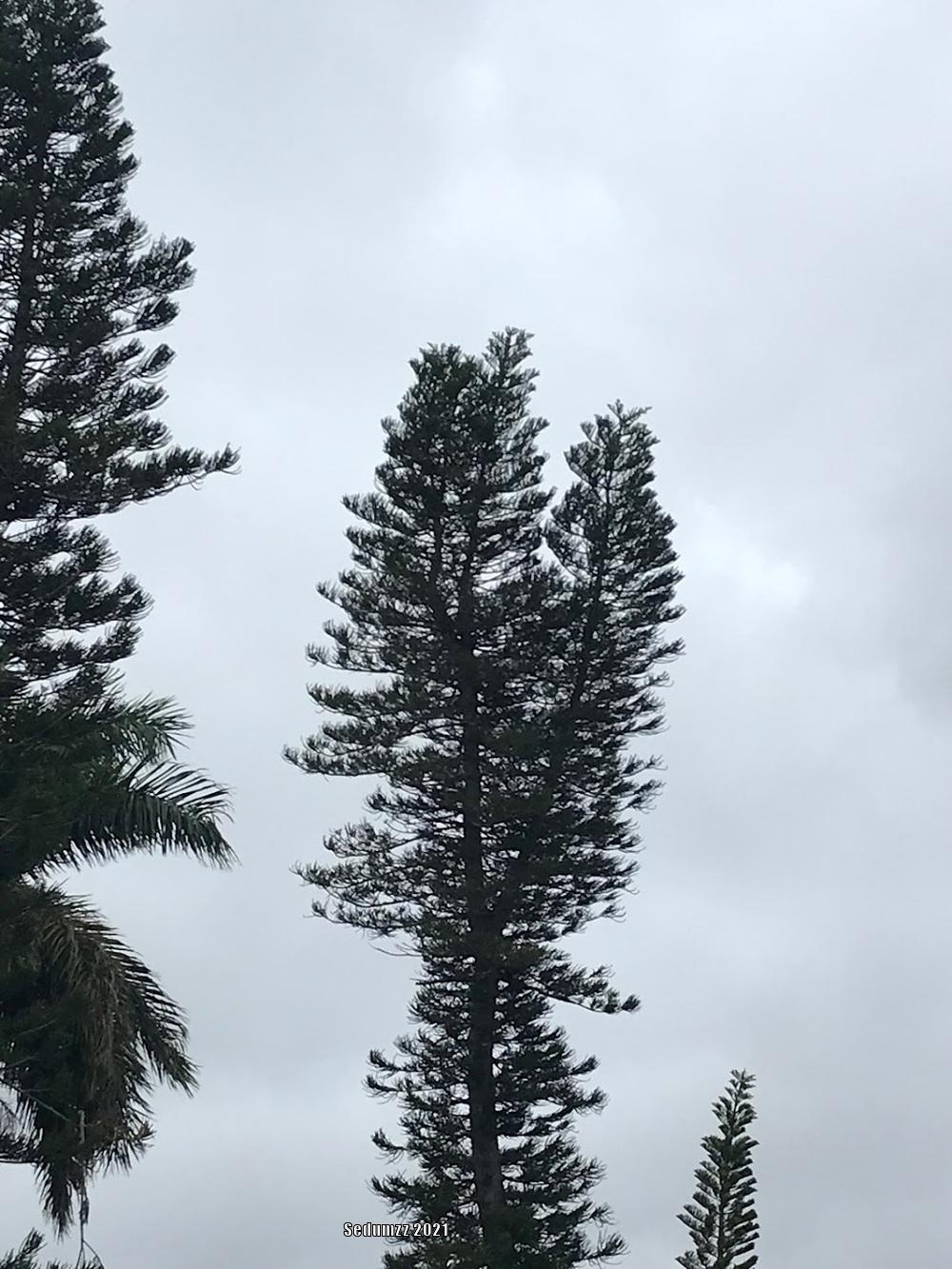 Photo of Norfolk Island Pine (Araucaria heterophylla) uploaded by sedumzz
