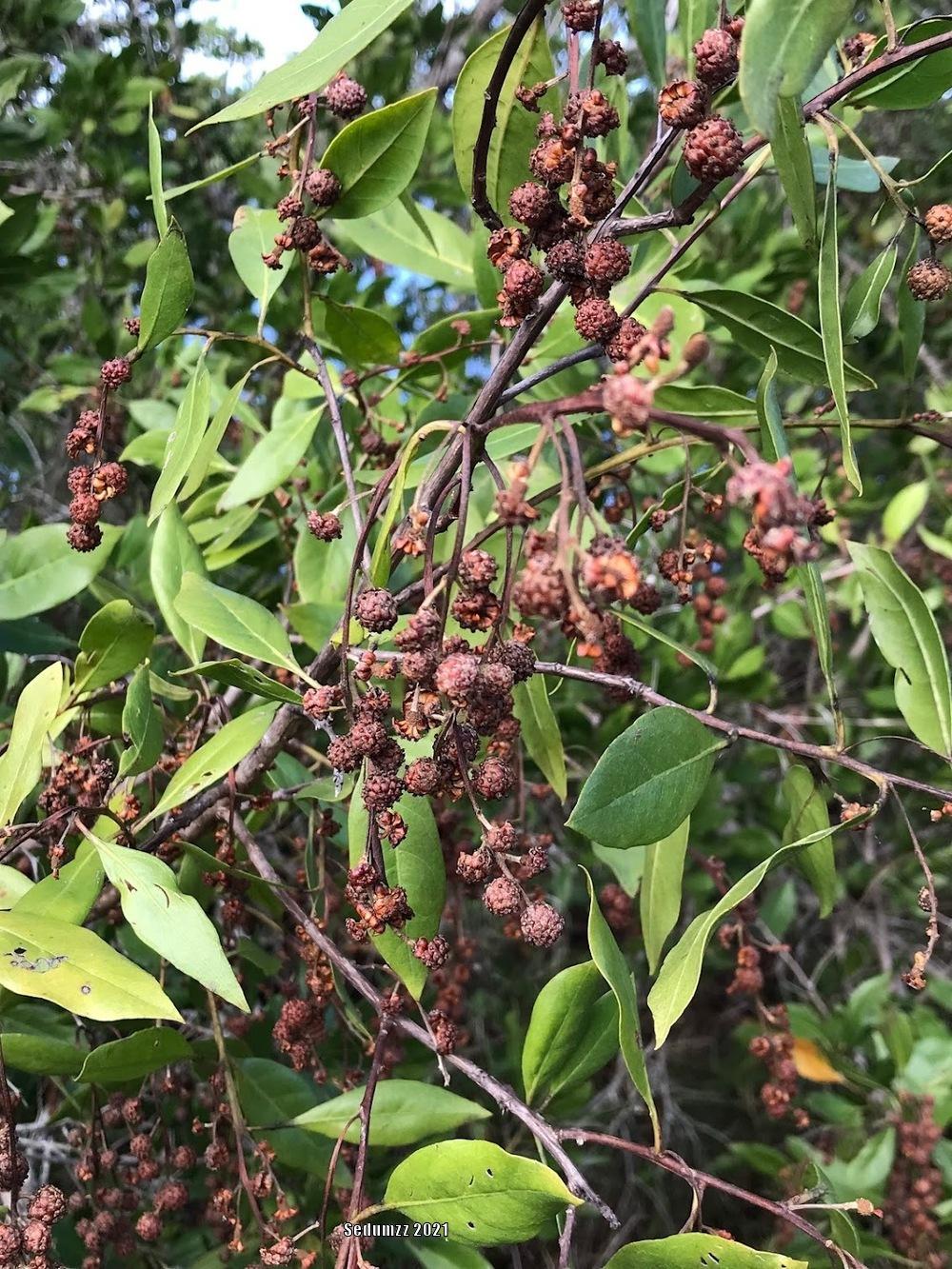 Photo of Buttonwood (Conocarpus erectus) uploaded by sedumzz